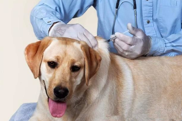 七大因素可能影响狗狗疫苗的效果