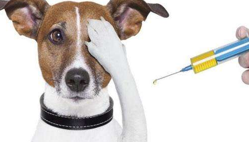 七大因素可能影响狗狗疫苗的效果