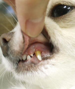 临沂宠物医院给你介绍狗狗牙齿为什么会变黄