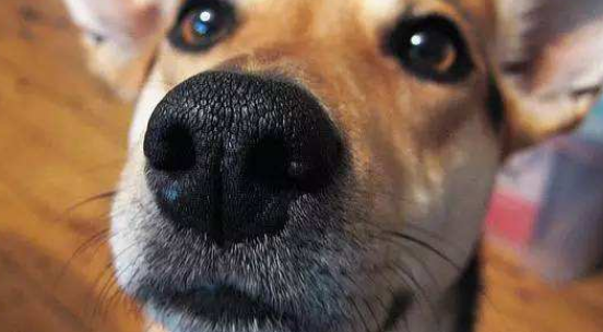 家里的狗狗鼻子发热是怎么回事?