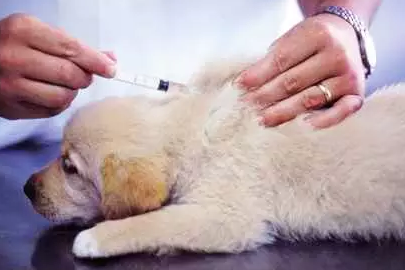 宠物打疫苗过敏，这三大因素你想到没？