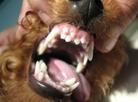狗狗有哪些常见的牙齿问题？