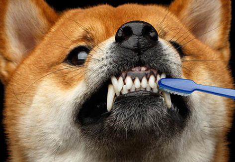 狗狗有哪些常见的牙齿问题？