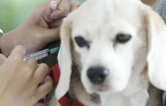 狗狗的三针保命疫苗怎么打？