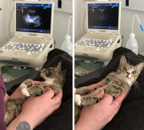 金豆宠物医院：猫咪要生宝宝啦！