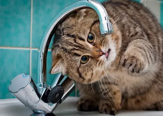 【金豆宠物医院小知识】猫咪喝水的那点事儿