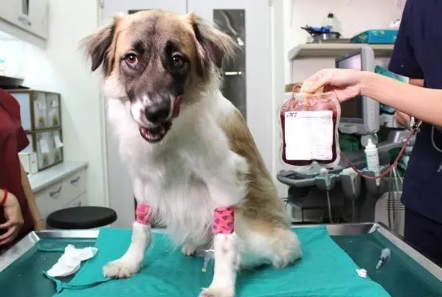 临沂宠物医院科普犬猫也可以献血、输血