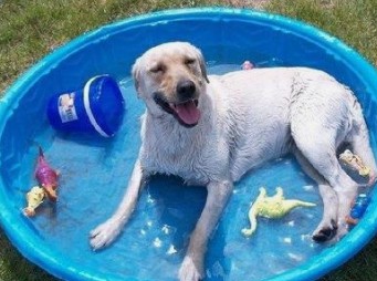 夏季预防狗狗中暑方法